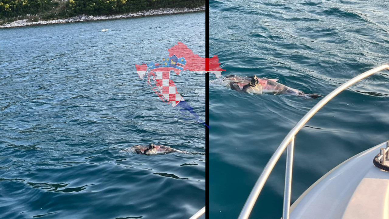 UŽAS U HRVATSKOJ: Plutaju mrtvi delfini,krvavi i raskomadani