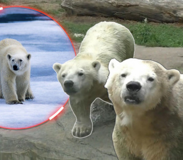 USPAVANA ANTONIJA Jedini patuljasti beli medved na svetu FOTO