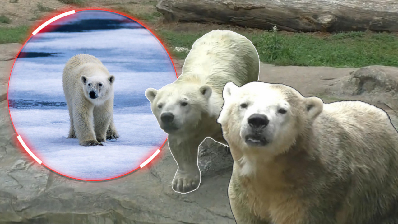 USPAVANA ANTONIJA Jedini patuljasti beli medved na svetu FOTO
