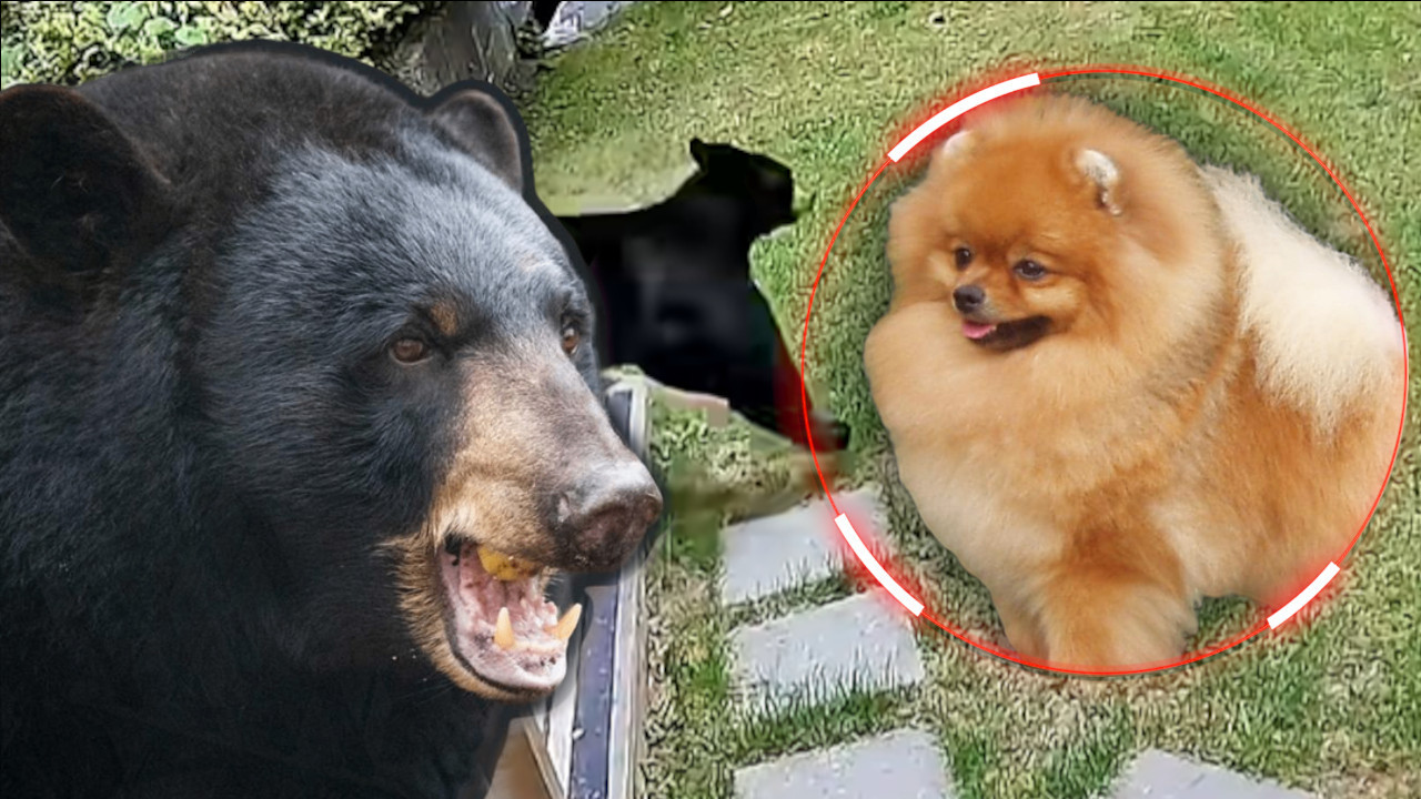 ПОМЕРАНАЦ ОТЕРАО МЕДВЕДА: Мали пас је херој породице (ВИДЕО)