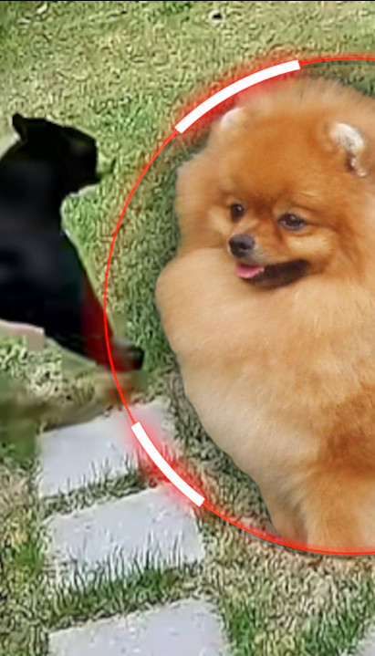 POMERANAC OTERAO MEDVEDA: Mali pas je heroj porodice (VIDEO)