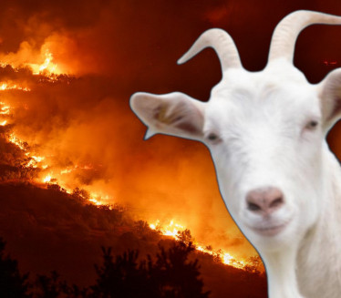 KOZE U BORBI PROTIV VATRE: Smanjen broj požara u ovoj zemlji