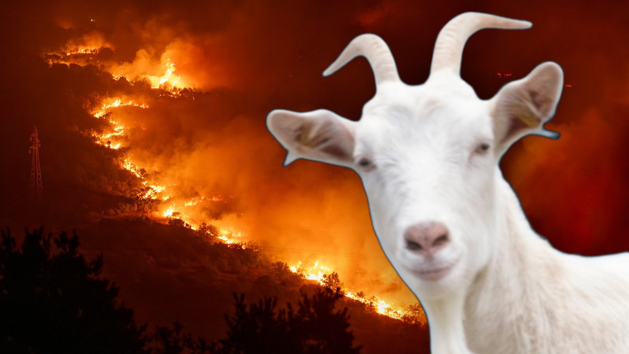 KOZE U BORBI PROTIV VATRE: Smanjen broj požara u ovoj zemlji