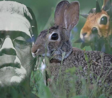 "FRANKEŠTAJN ZEČEVI" Izrasline na životinjama brinu javnost