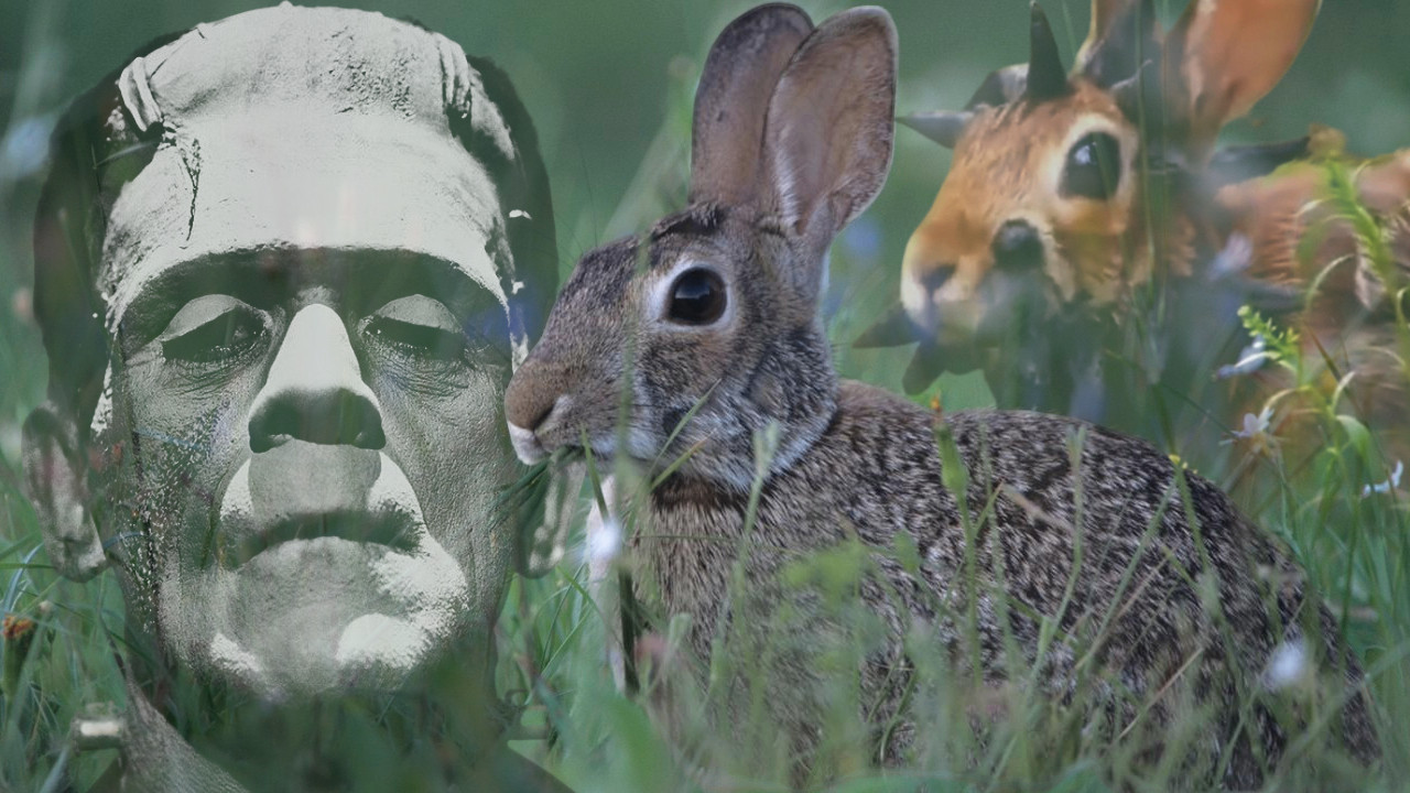 "FRANKEŠTAJN ZEČEVI" Izrasline na životinjama brinu javnost