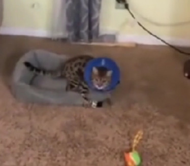 HRABRICA: Mačka se probudila iz anestezije posle operacije