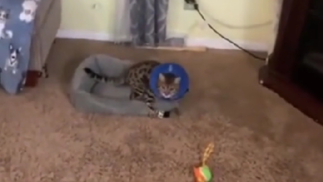 HRABRICA: Mačka se probudila iz anestezije posle operacije