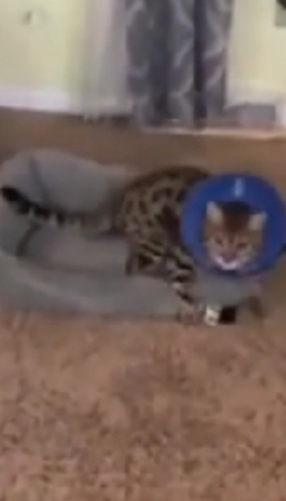 HRABRICA: Mačka se probudila iz anestezije posle operacije