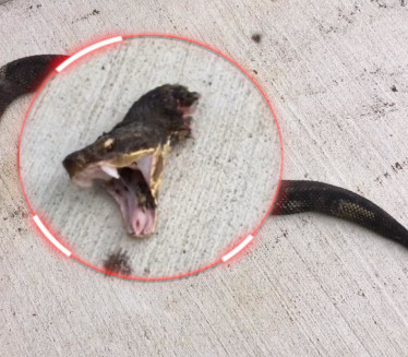 Znate li zašto je opasno da odsečete zmiji glavu?