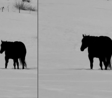 VIRALNA ILUZIJA ZBUNILA SVE: Da li konj ide napred ili nazad