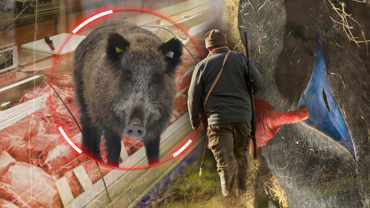 ЛОВЦИ ДИГЛИ УЗБУНУ: Откривене свиње са плавим месом (ФОТО)