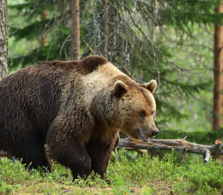 MUŠKARAC SLIKAO MEDVEDE Posle dva dana pronađeno njegovo telo