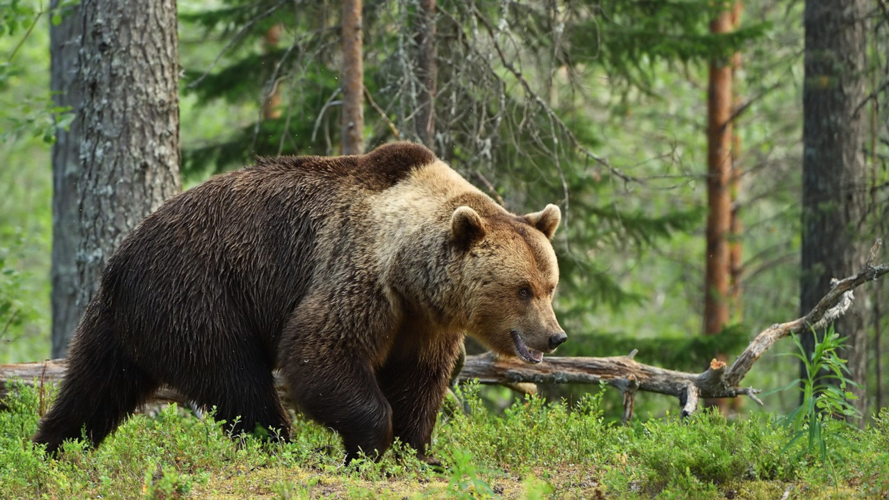 МУШКАРАЦ СЛИКАО МЕДВЕДЕ После два дана пронађено његово тело