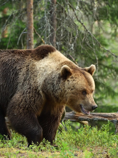 MUŠKARAC SLIKAO MEDVEDE Posle dva dana pronađeno njegovo telo