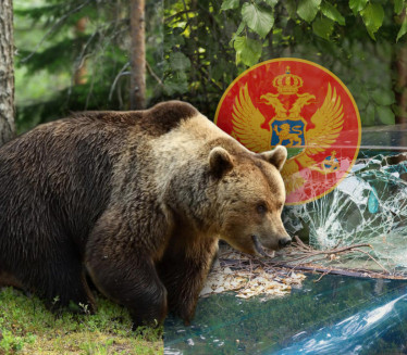 DRAMA U CG Medved ih gađao kamenjem,polomio im stakla na autu