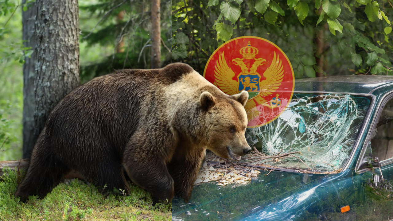 DRAMA U CG Medved ih gađao kamenjem,polomio im stakla na autu