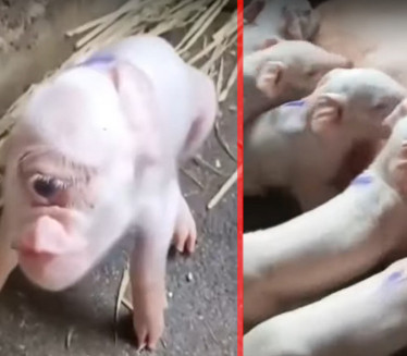 U Srbiji rođeno prase sa JEDNIM OKOM - nasred čela