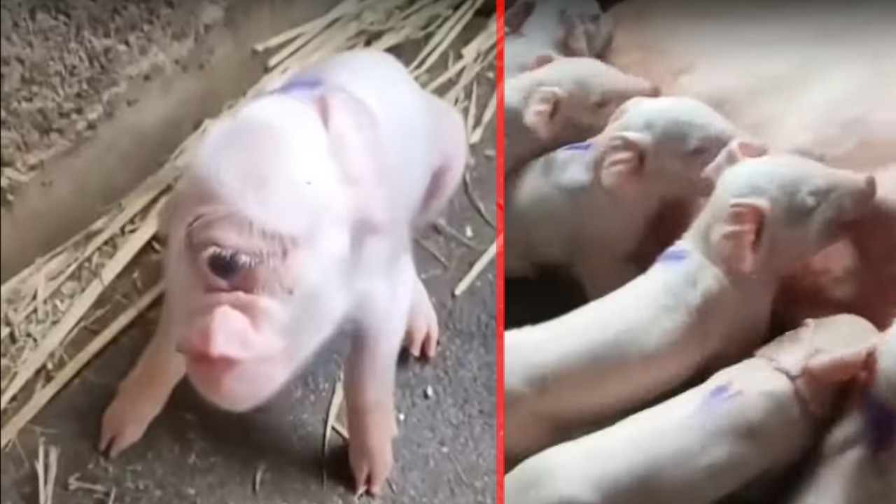 U Srbiji rođeno prase sa JEDNIM OKOM - nasred čela