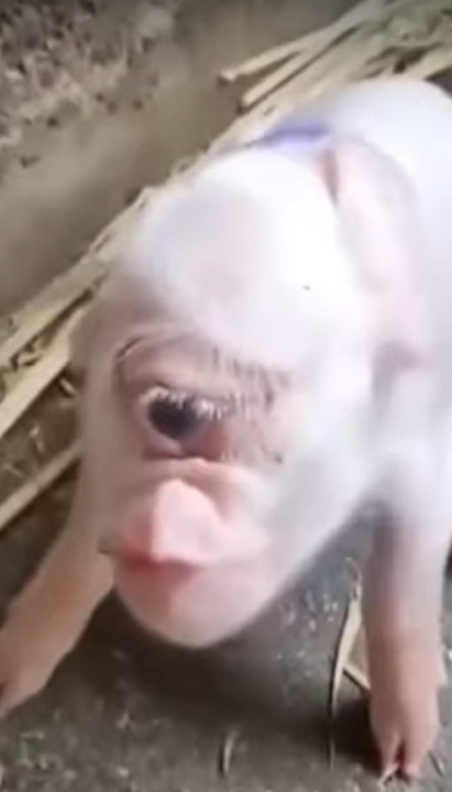 U Srbiji rođeno prase sa JEDNIM OKOM - nasred čela