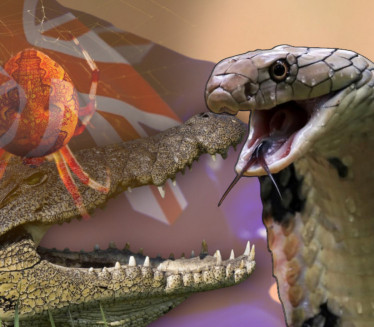 NI ZMIJE, NI PAUCI Šok - najsmrtonosnija životinja Australije