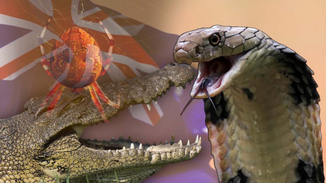 NI ZMIJE, NI PAUCI Šok - najsmrtonosnija životinja Australije