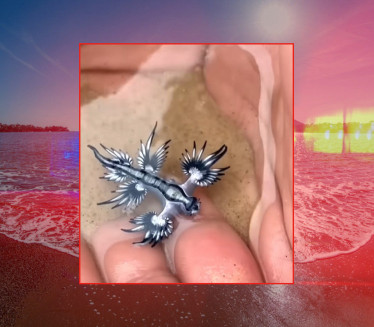 УЗБУНА У ЛЕТОВАЛИШТУ: Затворене плаже због створења од 3 cm