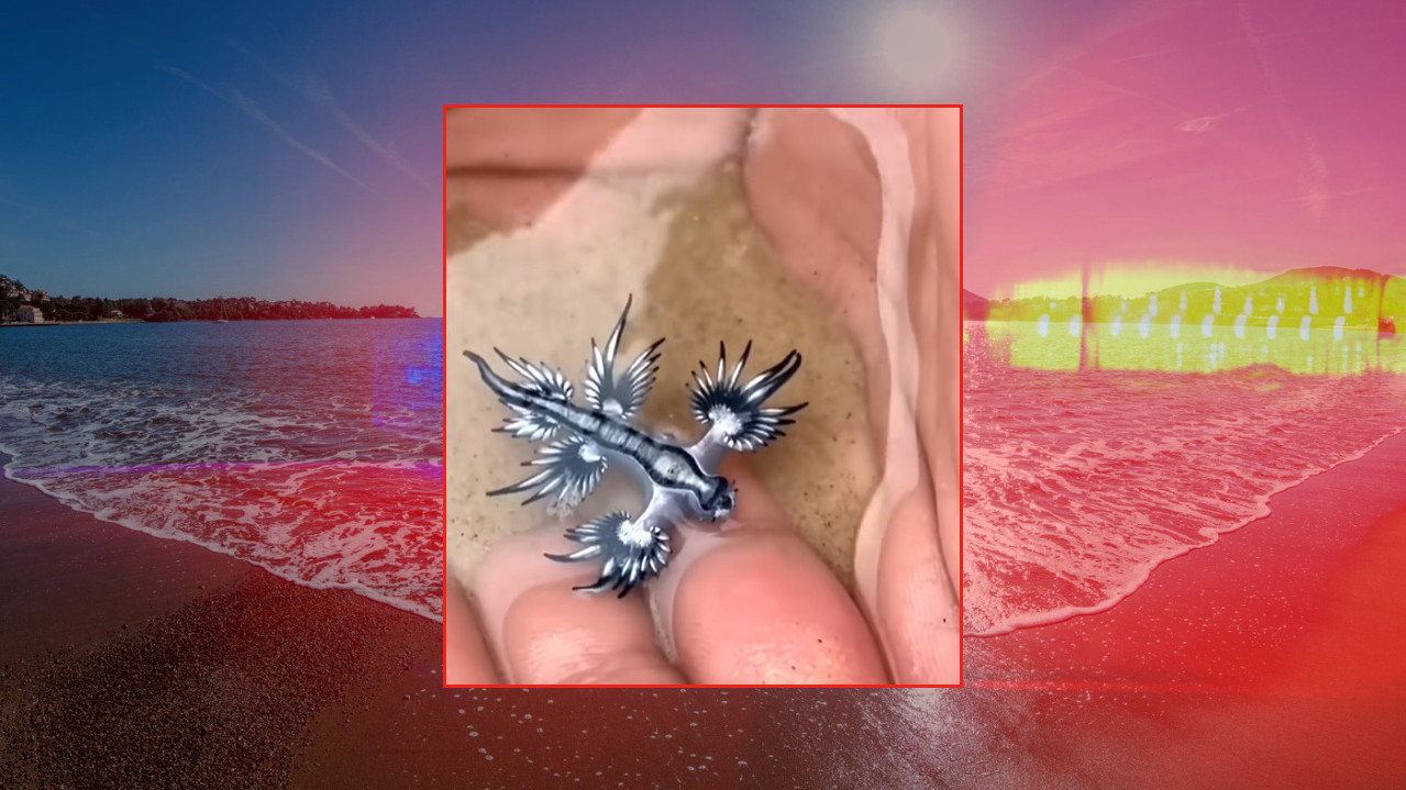 UZBUNA U LETOVALIŠTU: Zatvorene plaže zbog stvorenja od 3 cm