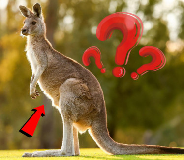 "ODVRATNO" Kako izgleda unutrašnjost kengurove torbe