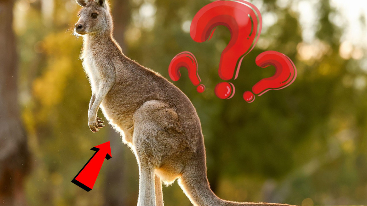 "ODVRATNO" Kako izgleda unutrašnjost kengurove torbe