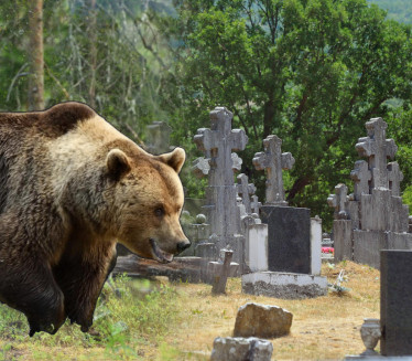 MEDVED NAPRAVIO HAOS Raskopao grobove na pravoslavnom groblju