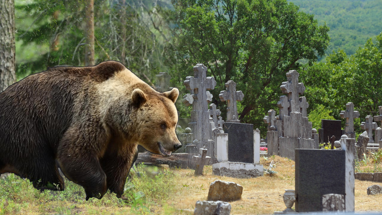 MEDVED NAPRAVIO HAOS Raskopao grobove na pravoslavnom groblju