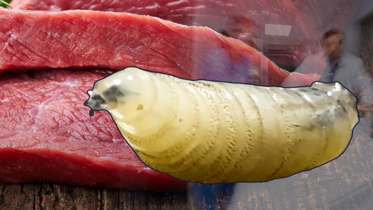 ЦРВ МЕСОЖДЕР У ТЕЛУ ЧОВЕКА: Мува положила јаја у живо ткиво