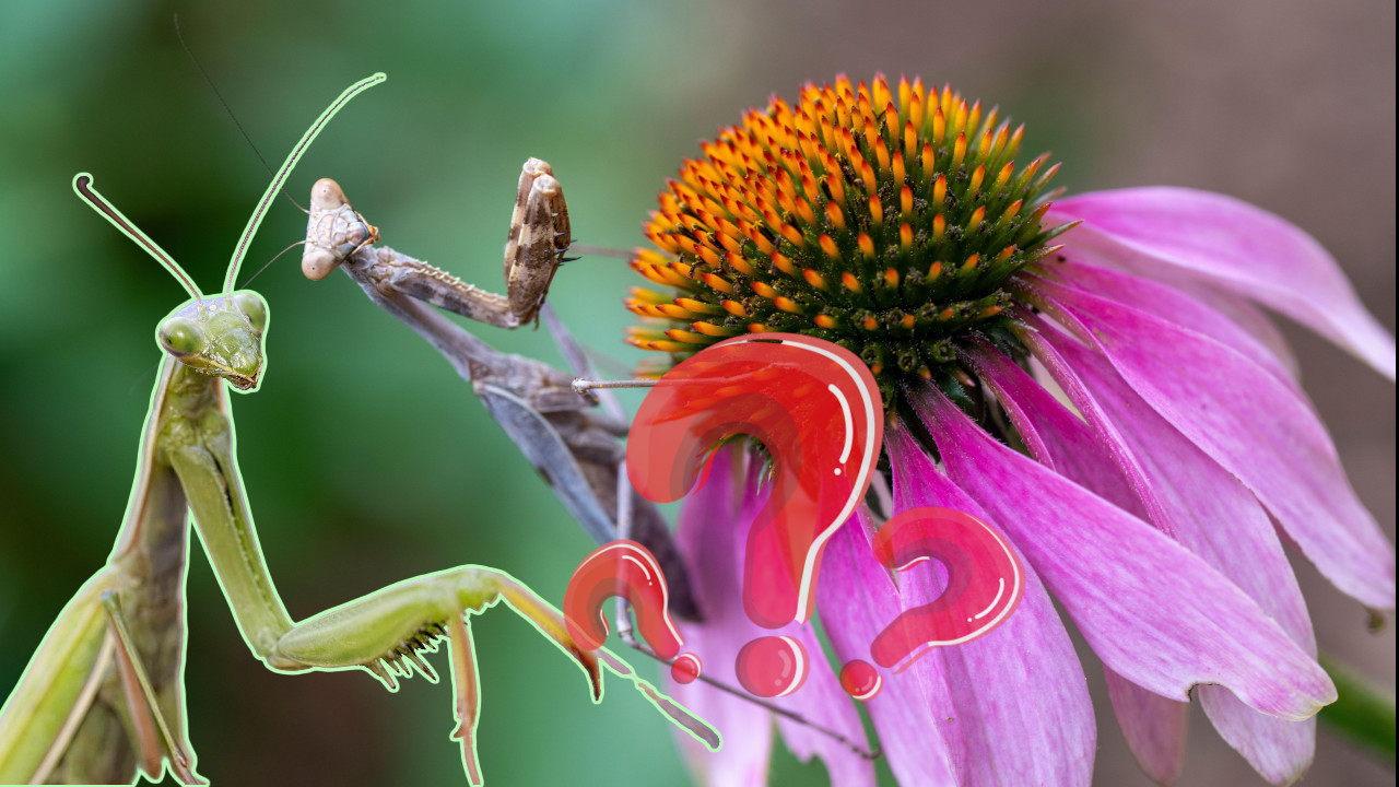 NOSI VAŽNU PORUKU: Šta znači kad vam bogomoljka uđe u kuću?