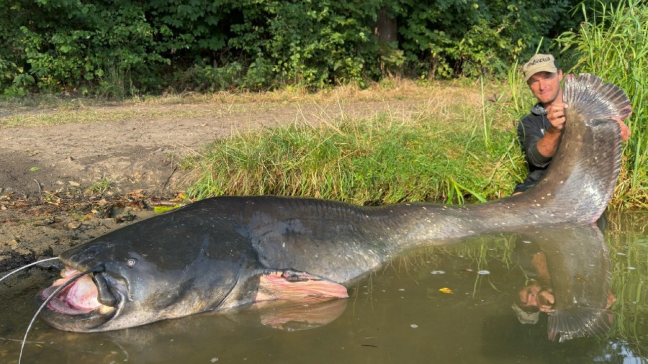 Уловио сома од 2,68 М - а сада је НАДМАШИО себе!