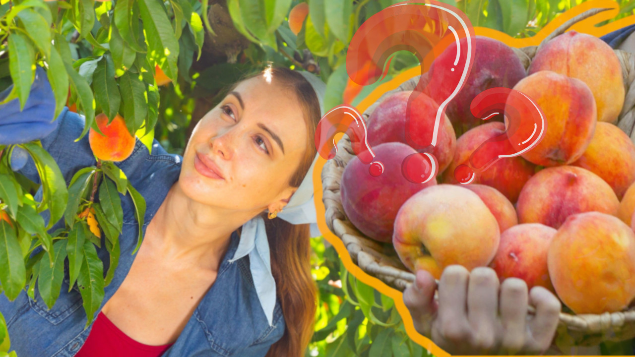 СЈАЈАН ТРИК: Како одабрати укусне и сочне брескве?