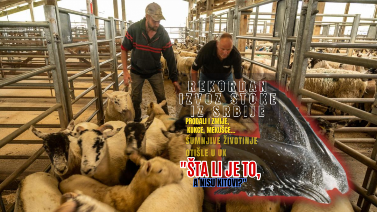 REKORDAN IZVOZ STOKE U BiH, CG, Albaniju... Sumnjiv dil u UK