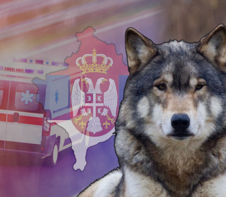 UŽAS NA KOSMETU: Vuk napao petogodišnje dete u Štrpcu