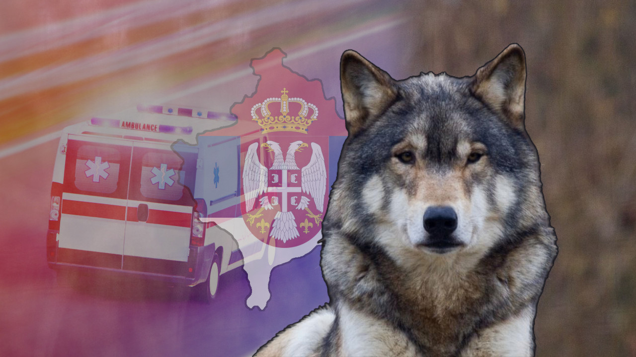 УЖАС НА КОСМЕТУ: Вук напао петогодишње дете у Штрпцу