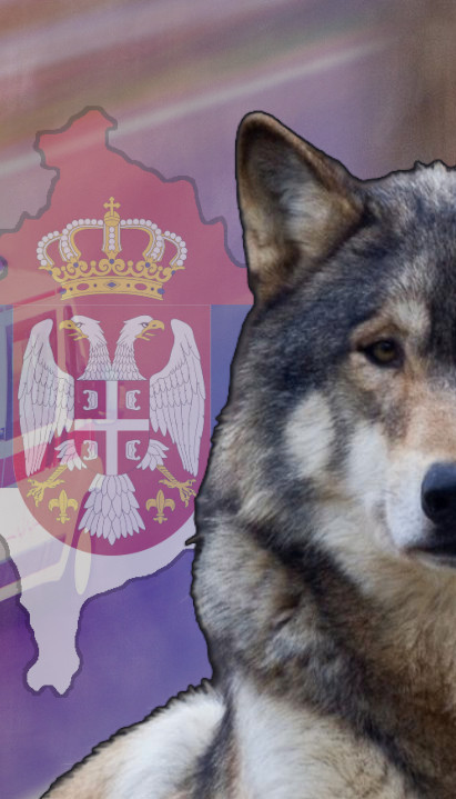 UŽAS NA KOSMETU: Vuk napao petogodišnje dete u Štrpcu