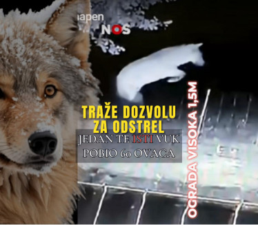 TRAŽE DA GA UBIJU: Vuk zaklao 60 ovaca, 20 puta preko ograde