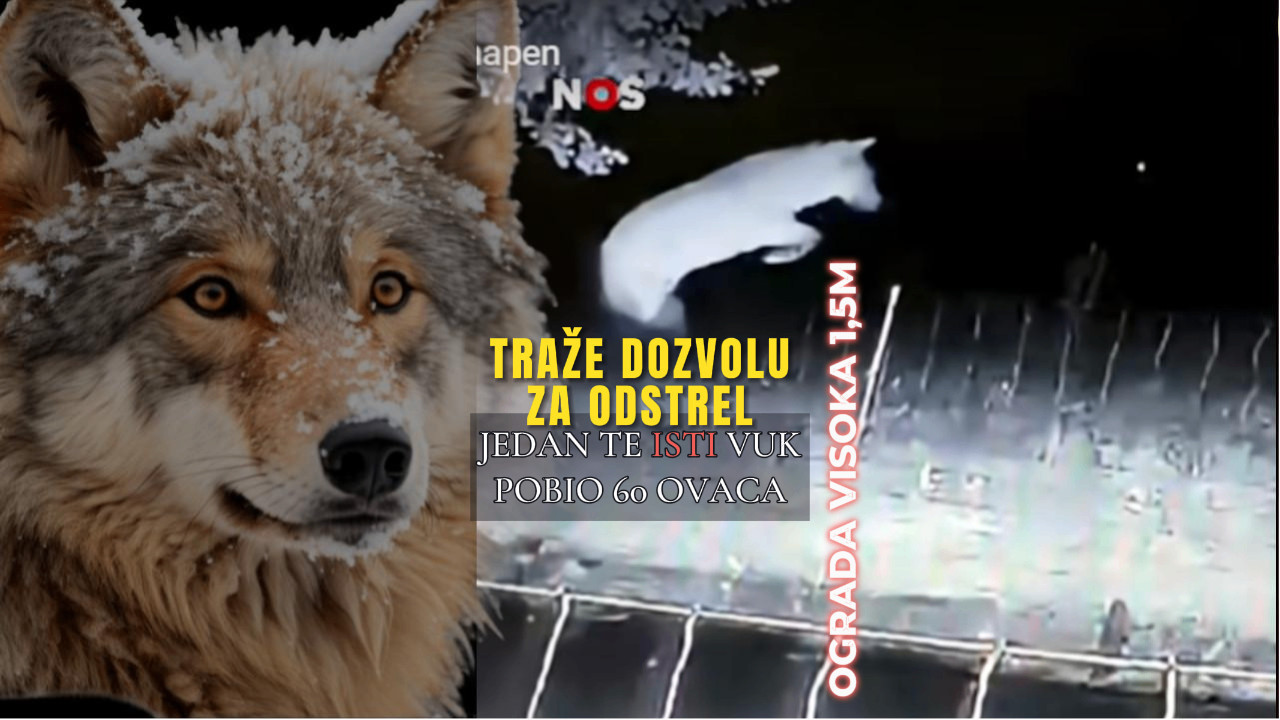 ТРАЖЕ ДА ГА УБИЈУ: Вук заклао 60 оваца, 20 пута преко ограде