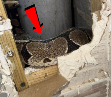 (FOTO) Usred noći ušao u kupatilo, kad tamo - OGROMNA ZMIJA