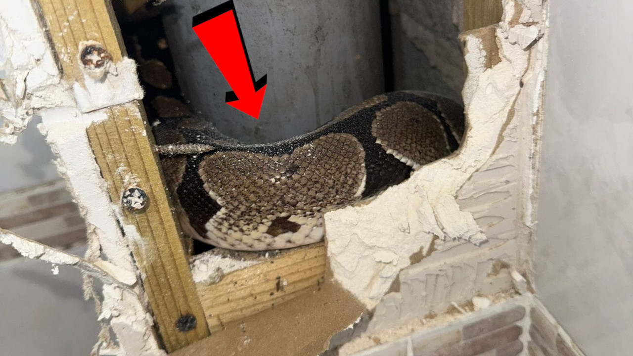 (FOTO) Usred noći ušao u kupatilo, kad tamo - OGROMNA ZMIJA
