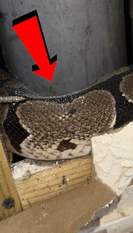 (FOTO) Usred noći ušao u kupatilo, kad tamo - OGROMNA ZMIJA