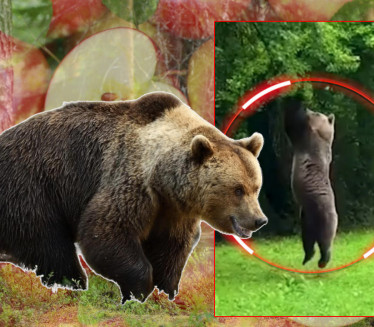 NIJE MOGAO DA ODOLI: Medved snimljen u neobičoj situaciji