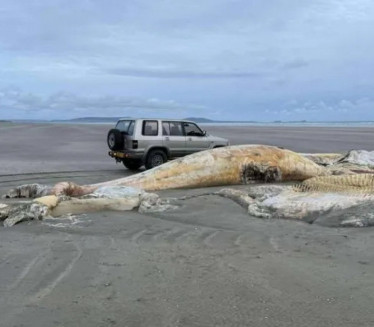 Огроман леш мистериозног бића испливао на познату плажу