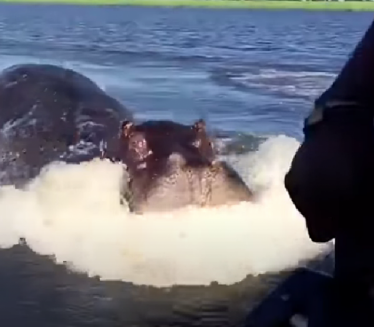 Нилски коњ преврнуо чамац, нестало 11 људи, међу њима и беба