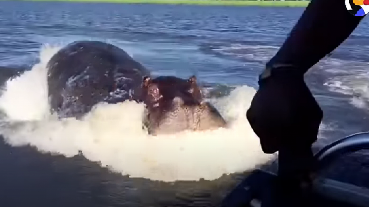 Нилски коњ преврнуо чамац, нестало 11 људи, међу њима и беба