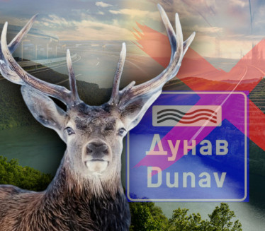 JELEN PRAVI HAOS Zaustavio voz, pliva Dunavom, šeta putevima