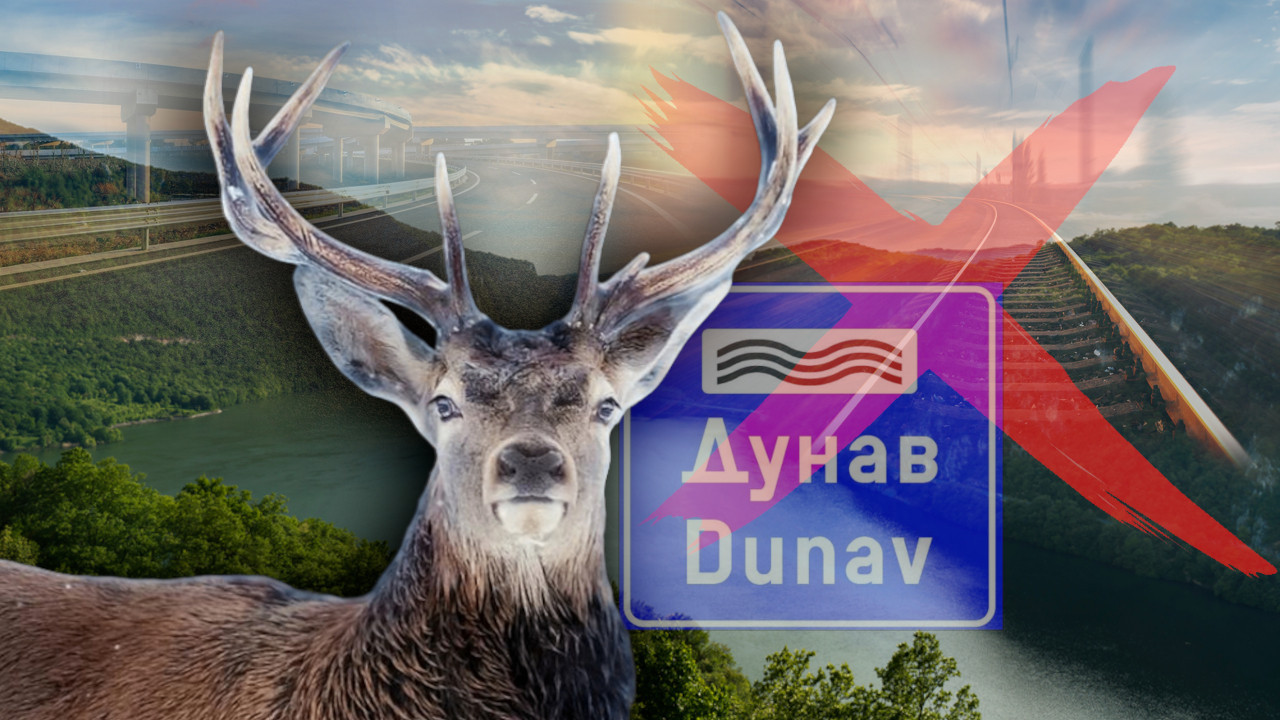 JELEN PRAVI HAOS Zaustavio voz, pliva Dunavom, šeta putevima